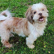 Teddy is registered to the contest to win money with this photo: dog, fluffy, small_dog, grass, outdoor, pet, animal, happy, curly_tail, brown_and_white, fur, canine, nature, playful, standing, cute, friendly, mammal, companion, greenery