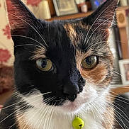 Kiki is registered to the contest to win money with this photo: abyssinian, accessories, animal, cat, computerhardware, electronics, food, fruit, hardware, jewelry, kitten, manx, monitor, necklace, pear, pet, plant, produce, screen, tv