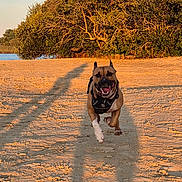Charly participe au concours pour gagner de l'argent avec cette photo : animal, brown_dog, canine, daytime, dog, happy, landscape, nature, outdoor, park, pet, playful, running, sand, shadow, sky, summer, sunlight, trees, water