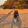 animal, brown_dog, canine, daytime, dog, happy, landscape, nature, outdoor, park, pet, playful, running, sand, shadow, sky, summer, sunlight, trees, water