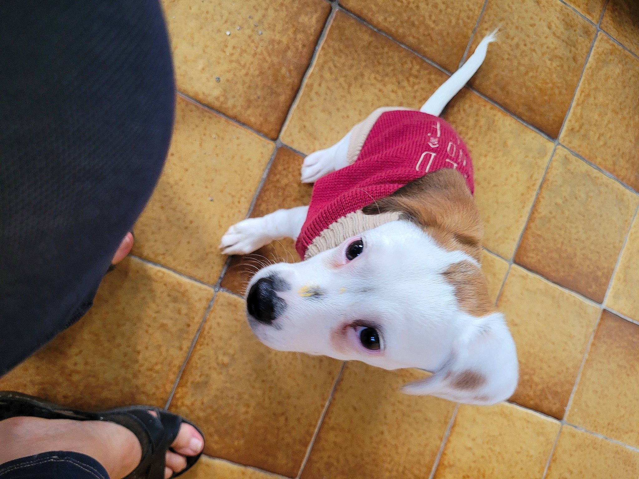 Roxy participe au concours pour gagner de l'argent avec cette photo : canidae, carnivore, companion_dog, dog, dog_breed, dog_supply, fawn, floor, flooring, foot, fur, hardwood, human_leg, sporting_group, tail, toy_dog, volpino_italiano, whiskers, wood, working_animal