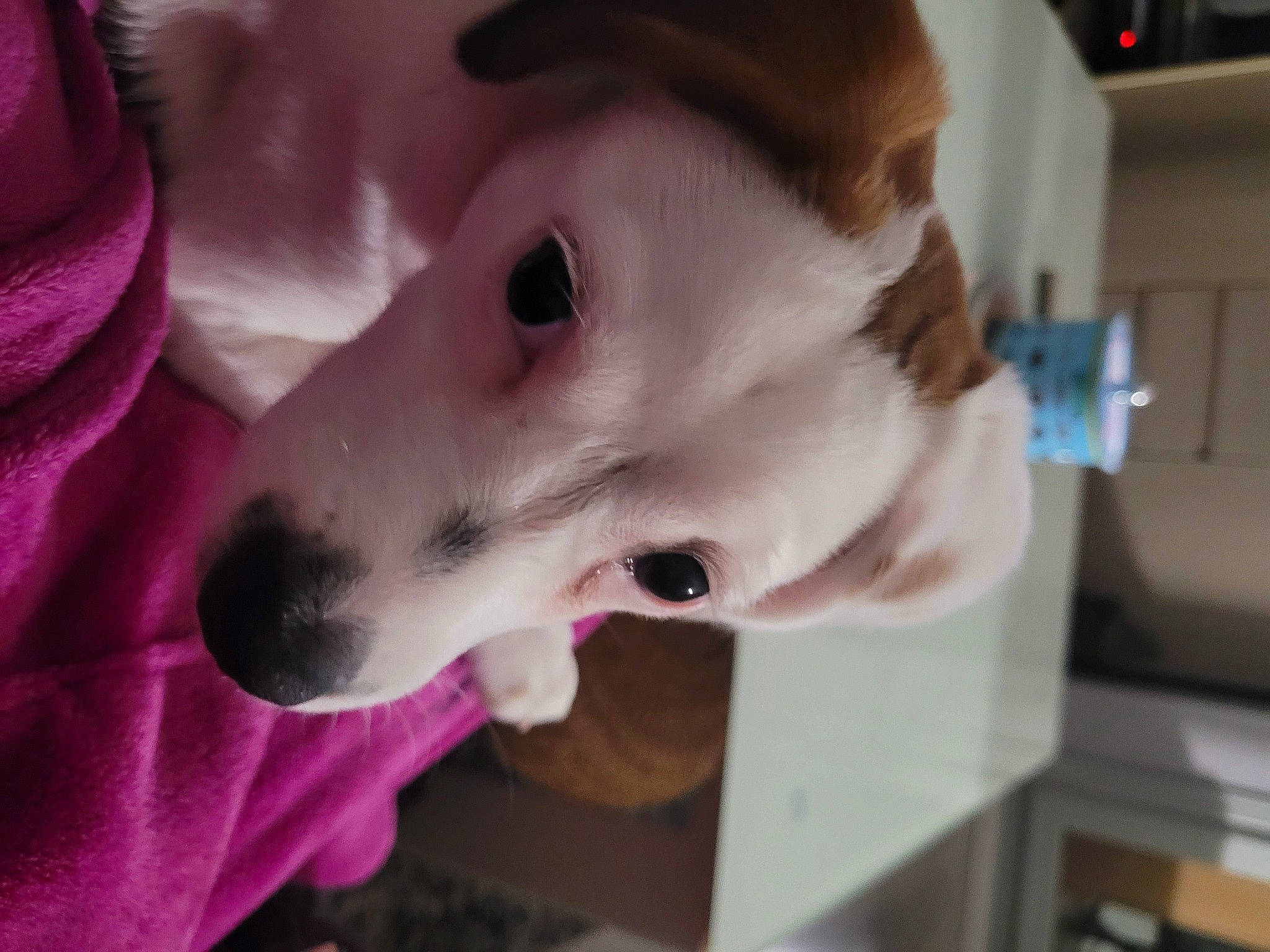 Roxy participe au concours pour gagner de l'argent avec cette photo : canidae, carmine, carnivore, companion_dog, dog, dog_breed, ear, eyelash, fawn, fur, kitchen_appliance, magenta, non_sporting_group, smile, sporting_group, whiskers, working_animal