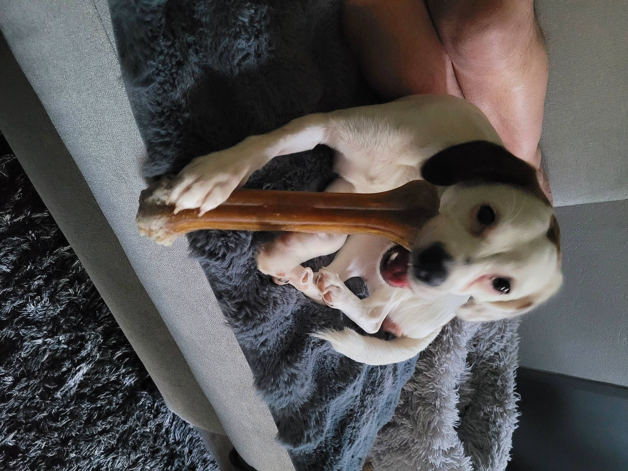 Roxy participe au concours pour gagner de l'argent avec cette photo : ball, canidae, carnivore, comfort, companion_dog, dog, dog_breed, dog_supply, fawn, felidae, flooring, fur, non_sporting_group, paw, small_to_medium_sized_cats, snout, sporting_group, whiskers, wood, working_animal