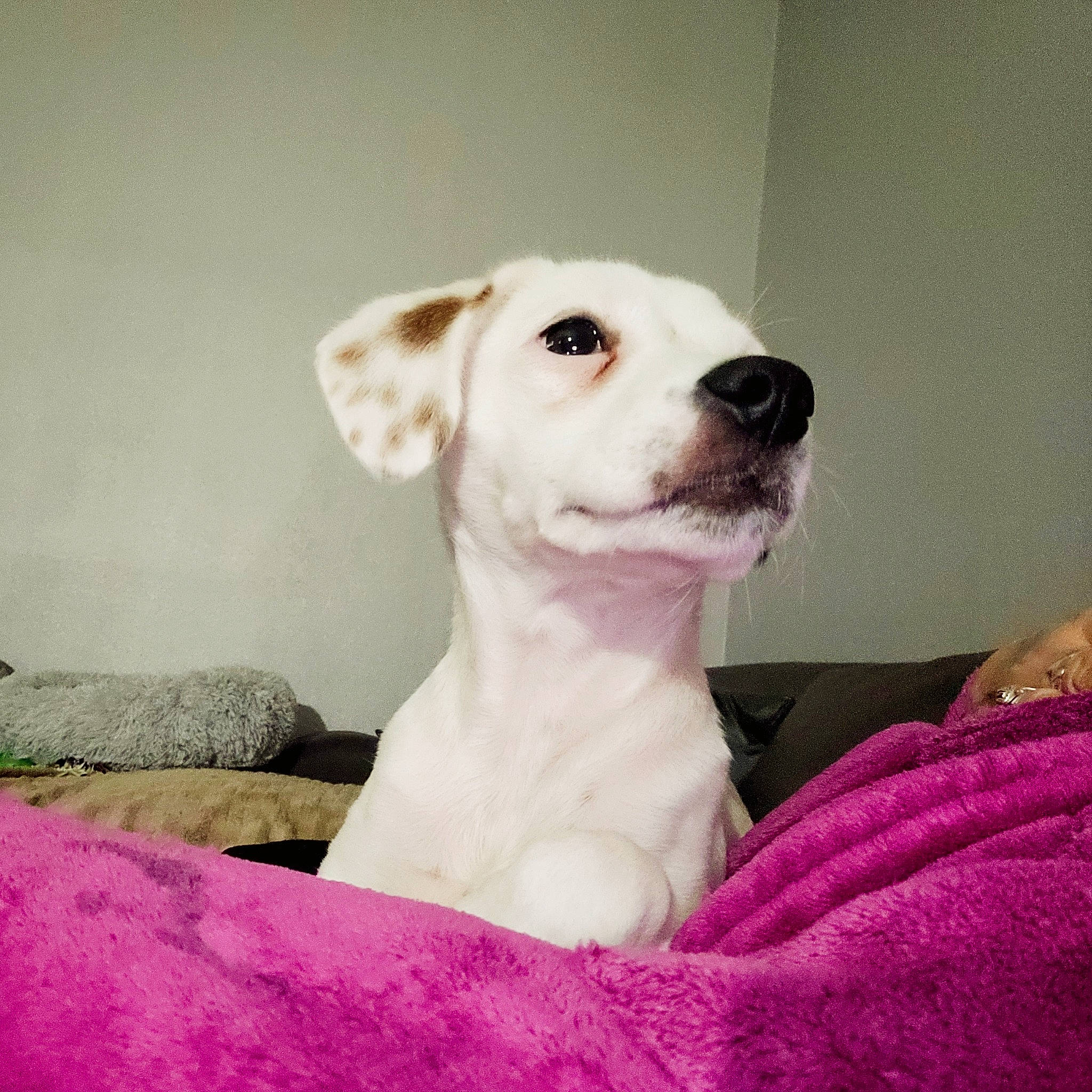 Roxy a rejoint le concours — aidez-le/la à gagner de superbes lots ! bowl, canidae, carnivore, comfort, companion_dog, dog, dog_breed, dog_supply, ear, fawn, fur, magenta, pink, puppy_love, snout, sporting_group, terrestrial_animal, toy_dog, whiskers, working_animal