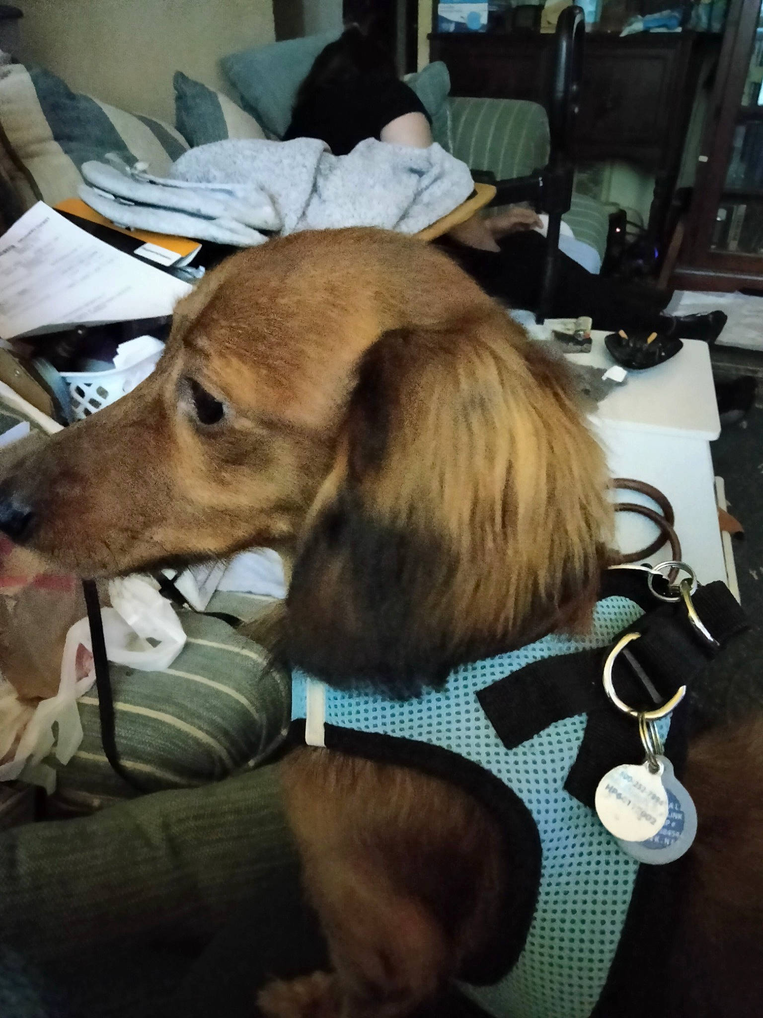 Mr Reggie Miller is registered to the contest to win money with this photo: canidae, carnivore, chair, collar, comfort, companion_dog, dog, dog_breed, dog_collar, dog_supply, eyewear, fashion_accessory, fawn, fur, furniture, leash, spaniel, sporting_group, whiskers, working_animal