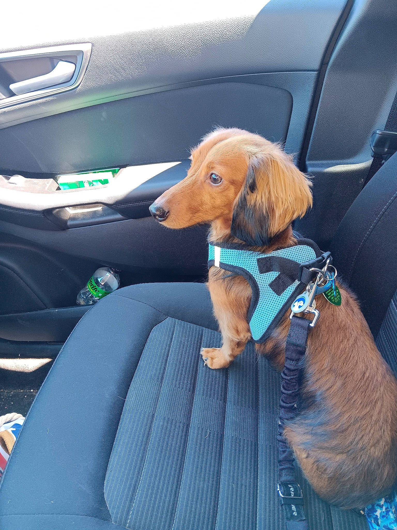 Mr Reggie Miller is registered to the contest to win money with this photo: auto_part, automotive_exterior, car, car_seat, car_seat_cover, carnivore, collar, companion_dog, dog, dog_breed, dog_supply, door, electric_blue, head_restraint, motor_vehicle, seat_belt, vehicle, vehicle_door, vertebrate, windshield