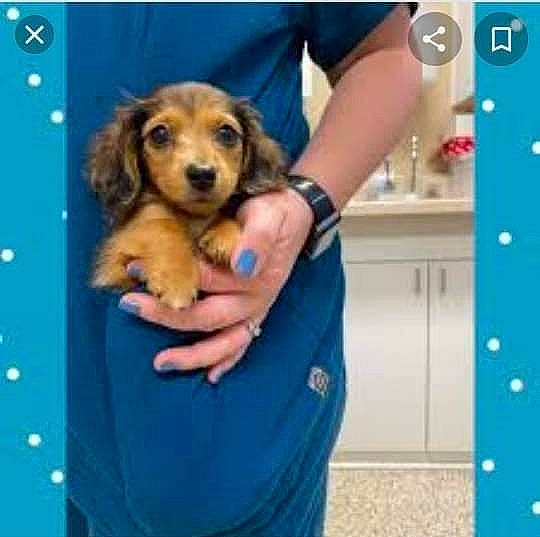 Mr Reggie Miller joined the competition — help win amazing prizes! arm, canidae, carnivore, child, companion_dog, dog, dog_breed, dog_supply, electric_blue, fawn, fur, gesture, pattern, paw, photo_caption, sleeve, sporting_group, toy, toy_dog, wrist