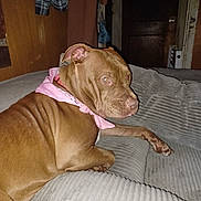 Penelope is registered to the contest to win money with this photo: dog, brown_dog, bandana, pink_bandana, couch, indoor, pet, canine, furniture, relaxed, looking_back, domestic, animal, resting, home, cozy, textured, paw, ear, snout