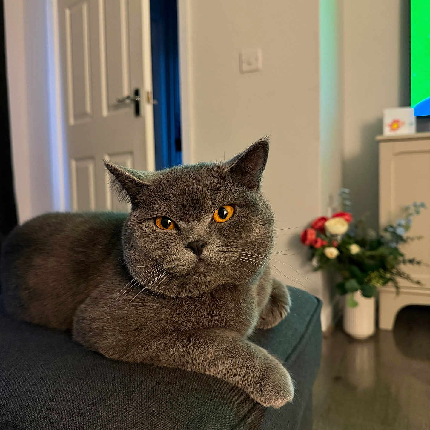 Sushi joined the competition — help win amazing prizes! amber_eyes, animal, cat, closeup, cozy, domestic_cat, door, feline, flowers, furniture, gray_cat, indoor, living_room, ottoman, pet, portrait, relaxed, resting, vase, wooden_floor