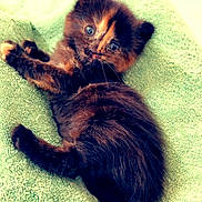 Bailey participe au concours pour gagner de l'argent avec cette photo : kitten, tortoiseshell, cat, pet, animal, furry, cute, small, young, lying_down, soft, green_towel, indoor, domestic, whiskers, curious, playful, adorable, feline, resting