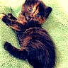 kitten, tortoiseshell, cat, pet, animal, furry, cute, small, young, lying_down, soft, green_towel, indoor, domestic, whiskers, curious, playful, adorable, feline, resting
