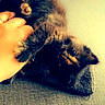 kitten, cat, hand, couch, blanket, pillow, furry, pet, playful, cozy, indoor, animal, cute, tortoiseshell, claws, resting, soft, domestic, young, feline
