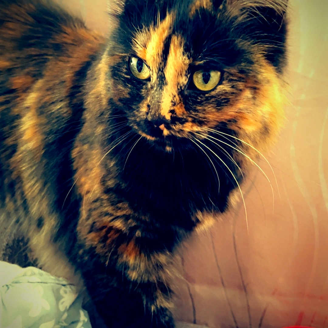 Bailey