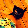 Bailey participe au concours pour gagner de l'argent avec cette photo : kitten, cat, tortoiseshell, wooden_floor, barefoot, leg, clothing, colorful, indoor, pet, cute, animal, small, clinging, floorboards, domestic, feline, young, playful, cozy