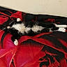 cat, black_and_white, lying_down, stretched_out, fluffy, pet, animal, indoor, blanket, red, black, floral_pattern, relaxed, feline, whiskers, paws, cozy, resting, cute, sleepy