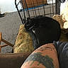 Midnight is registered to the contest to win money with this photo: animal, arm, black_cat, carpet, cat, chair, closeup, cushion, door, feline, fur, home, indoor, metal_frame, pet, quiet, relaxing, resting, sleeping, tattoo