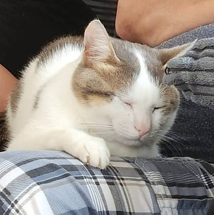 Yumi a rejoint le concours — aidez-le/la à gagner de superbes lots ! carnivore, cat, cat_supply, comfort, domestic_short_haired_cat, felidae, fur, nap, pattern, paw, plaid, sitting, sleep, small_to_medium_sized_cats, snout, tartan, whiskers