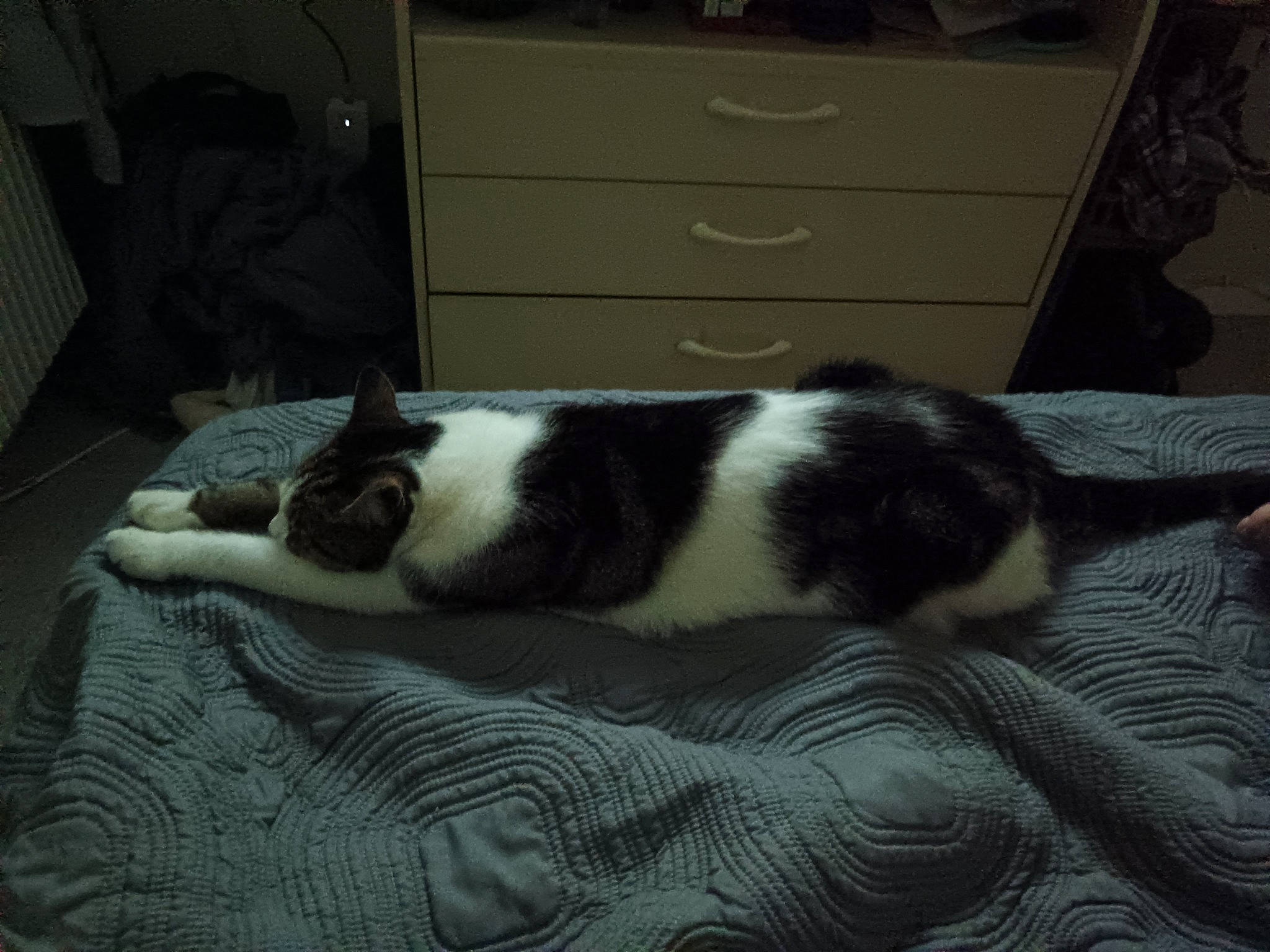 Bijou participe au concours pour gagner de l'argent avec cette photo : cabinetry, carnivore, cat, chest, chest_of_drawers, comfort, cupboard, drawer, dresser, felidae, floor, flooring, fur, grey, hardwood, room, small_to_medium_sized_cats, tail, whiskers, wood