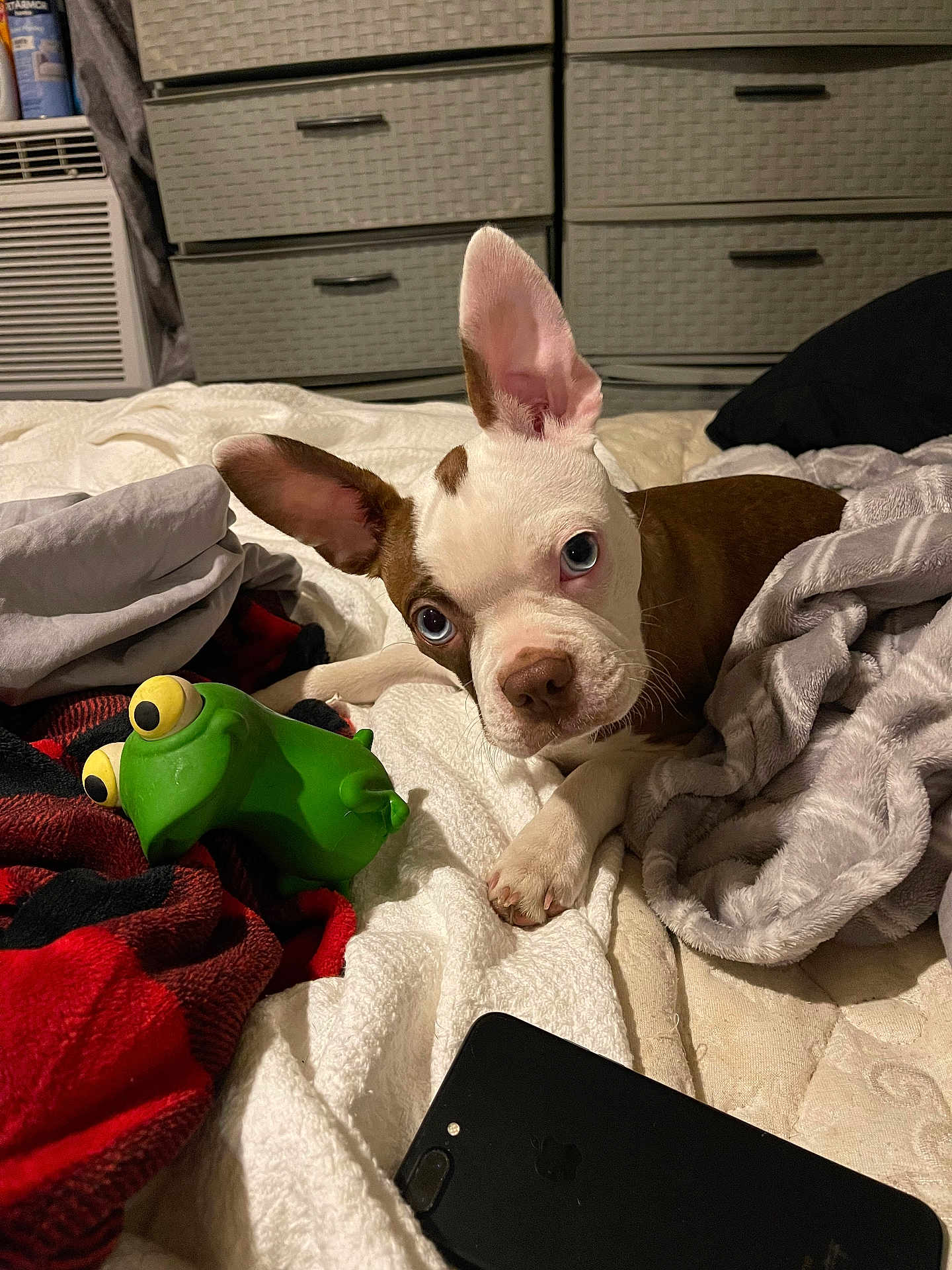 Ruby is registered to the contest to win money with this photo: puppy, dog, bed, blanket, toy, frog_toy, phone, ear, eye, curious, indoor, furniture, comfort, pet, white, brown, fabric, cozy, lying_down, looking