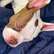 Ruby is registered to the contest to win money with this photo: animal, blanket, brown_and_white, close_up, comfortable, cozy, cute, dog, domestic_animal, ears, fur, indoor, nose, peaceful, pet, portrait, relaxing, resting, sleeping, snuggling