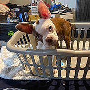 Ruby is registered to the contest to win money with this photo: dog, laundry_basket, bed, blanket, ears, curious, indoor, household, clutter, mirror, shoes, storage, furniture, toy, pet, brown_and_white, head_tilt, cute, canine, domestic