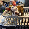 dog, laundry_basket, bed, blanket, ears, curious, indoor, household, clutter, mirror, shoes, storage, furniture, toy, pet, brown_and_white, head_tilt, cute, canine, domestic