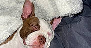 Ruby is registered to the contest to win money with this photo: animal, blanket, closed_eyes, comforter, cozy, cute, dog, ears, fur, indoor, nose, pet, pink_nose, puppy, relaxation, rest, sleeping, snug, soft, young_dog