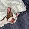 animal, blanket, closed_eyes, comforter, cozy, cute, dog, ears, fur, indoor, nose, pet, pink_nose, puppy, relaxation, rest, sleeping, snug, soft, young_dog