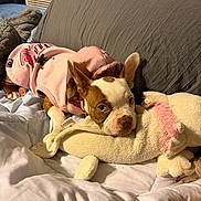 Ruby is registered to the contest to win money with this photo: dog, puppy, hoodie, pink_clothing, stuffed_animal, bed, blanket, indoor, resting, cute, pet, brown_and_white, small_dog, cozy, laying_down, ears_up, looking_at_camera, soft_toys, comfort, domestic