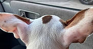 Ruby is registered to the contest to win money with this photo: animal, brown_spot, car_door, car_interior, curious, daylight, dog, domestic_animal, ears, looking_out, parking_lot, paw, pet, reflection, road, short_fur, side_mirror, vehicle, white_fur, window