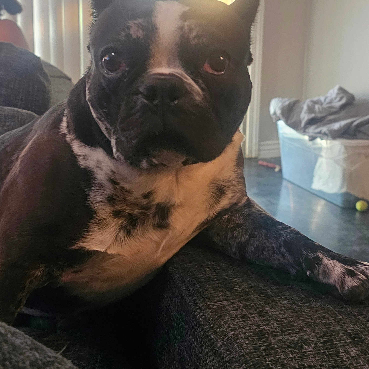 Highjinx joined the competition — help win amazing prizes! animal, black_and_white, close_up, companion, couch, curious, dog, expression, floor, furniture, home, indoor, living_room, paw, pet, plastic_bin, relaxed, resting, texture, vertical_blinds