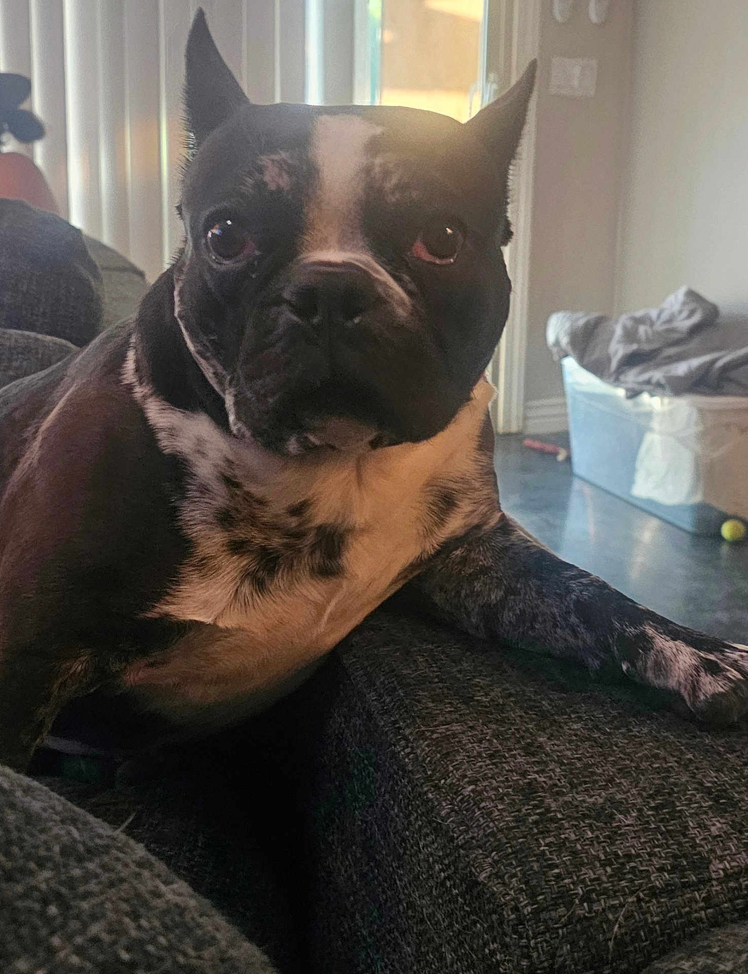 Highjinx joined the competition — help win amazing prizes! dog, black_and_white, couch, indoor, pet, living_room, curious, close_up, furniture, relaxed, animal, companion, home, vertical_blinds, plastic_bin, floor, texture, expression, paw, resting