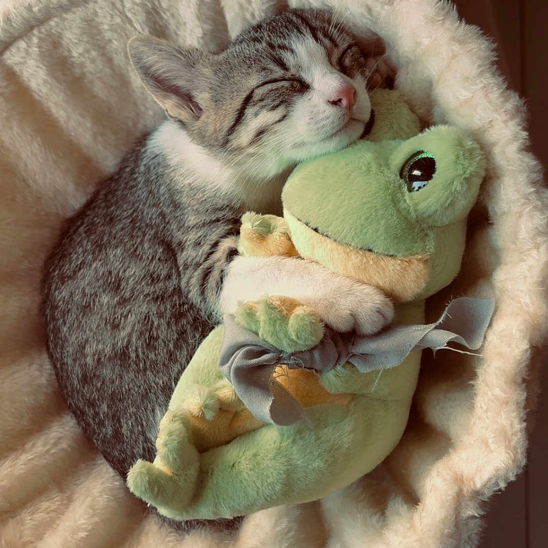 Daisy a rejoint le concours — aidez-le/la à gagner de superbes lots ! adorable, animal, basket, comfort, cozy, cute, frog, furry, indoors, kitten, peaceful, pet, plush_toy, resting, sleeping, small, snuggling, soft, tabby, white