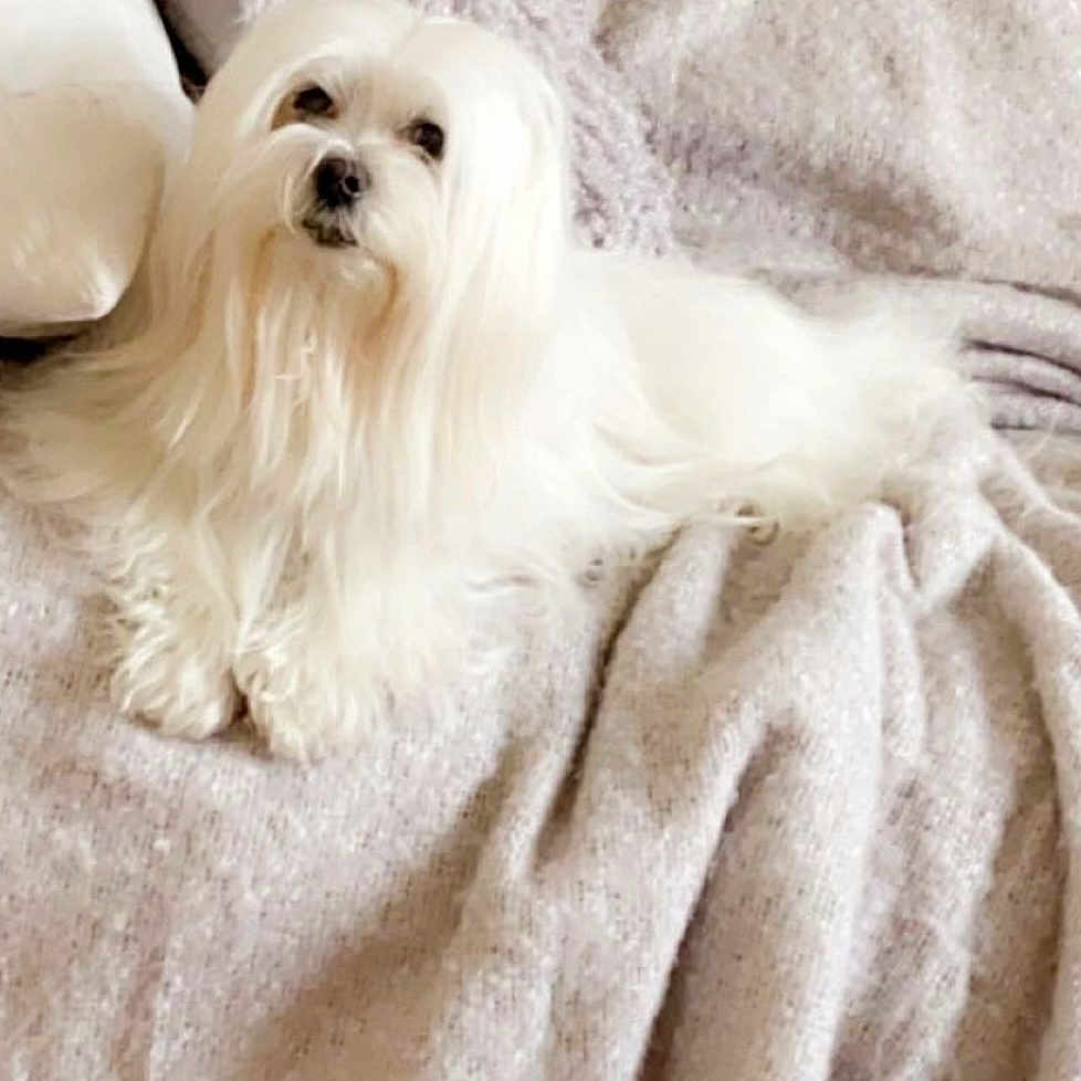 Bella