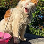 cat, orange_and_white, fluffy, yawning, outdoor, garden, pink_pot, plant_stick, concrete_surface, sunlight, blue_sky, green_bushes, purple_flowers, pet, animal, whiskers, collar, fur, daylight, nature