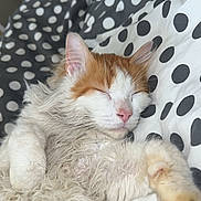 Tygrou a rejoint le concours — aidez-le/la à gagner de superbes lots ! cat, sleeping, fluffy, orange, white, polka_dot, blanket, paw, relaxed, cute, pet, fur, indoors, cozy, resting, animal, whiskers, closeup, soft, nap