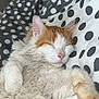 cat, sleeping, fluffy, orange, white, polka_dot, blanket, paw, relaxed, cute, pet, fur, indoors, cozy, resting, animal, whiskers, closeup, soft, nap
