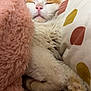 Tygrou a rejoint le concours — aidez-le/la à gagner de superbes lots ! cat, sleeping, cozy, blanket, pillow, fur, pink, white, orange, paw, resting, cute, indoor, closeup, relaxed, pet, soft, comfort, animal, home
