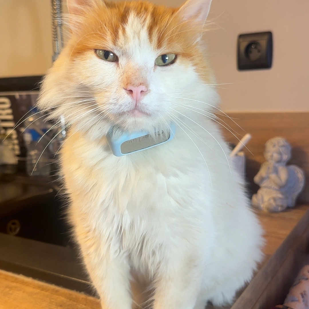 Tygrou participe au concours pour gagner de l'argent avec cette photo : angel, cat, closeup, counter, domestic, ears, feline, figurine, fluffy, fur, indoor, kitchen, orange_and_white, pet, serious_expression, sink, sitting, towel, whiskers, wooden