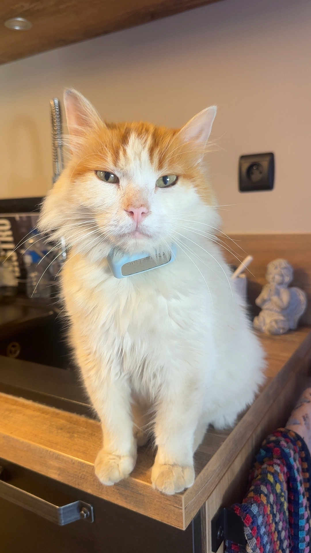 Tygrou participe au concours pour gagner de l'argent avec cette photo : cat, orange_and_white, fluffy, sitting, kitchen, counter, wooden, sink, figurine, angel, towel, domestic, pet, whiskers, ears, feline, indoor, serious_expression, closeup, fur