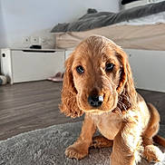 Roxye a rejoint le concours — aidez-le/la à gagner de superbes lots ! animal, bedroom, close_up, cozy, cute, dog, domestic, eyes, floor, fur, golden_brown, home, indoor, pet, puppy, rug, sitting, soft_light, whiskers, young_dog