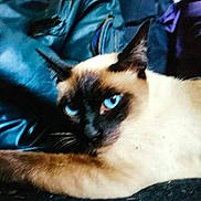 Nefer participe au concours pour gagner de l'argent avec cette photo : cat, siamese_cat, blue_eyes, pet, animal, feline, fur, whiskers, lying_down, indoor, close_up, portrait, relaxed, domestic_cat, mammal, ears, face, looking, resting, blue_jacket