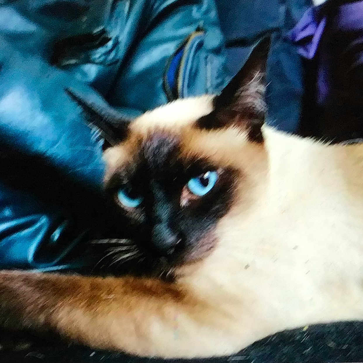 Nefer participe au concours pour gagner de l'argent avec cette photo : animal, blue_eyes, blue_jacket, cat, close_up, domestic_cat, ears, face, feline, fur, indoor, looking, lying_down, mammal, pet, portrait, relaxed, resting, siamese_cat, whiskers