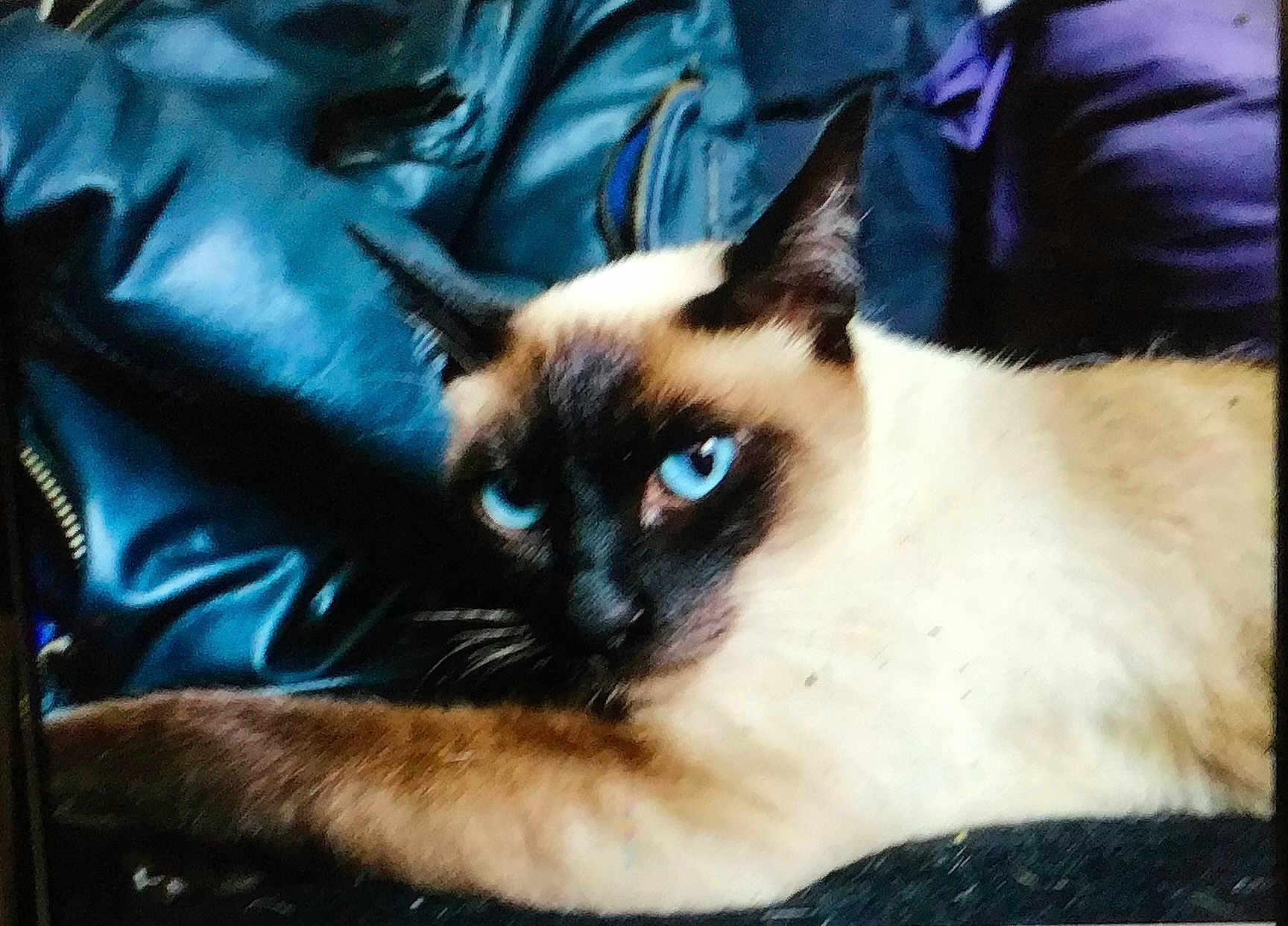 Nefer participe au concours pour gagner de l'argent avec cette photo : cat, siamese_cat, blue_eyes, pet, animal, feline, fur, whiskers, lying_down, indoor, close_up, portrait, relaxed, domestic_cat, mammal, ears, face, looking, resting, blue_jacket