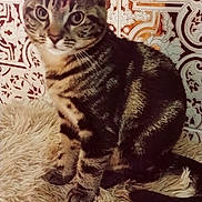 Tigrou a rejoint le concours — aidez-le/la à gagner de superbes lots ! cat, tabby_cat, feline, pet, animal, fur, striped, indoor, fluffy_rug, patterned_wall, curious, sitting, ears, whiskers, tail, closeup, cute, domestic_animal, mammal, portrait