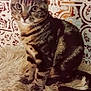 cat, tabby_cat, feline, pet, animal, fur, striped, indoor, fluffy_rug, patterned_wall, curious, sitting, ears, whiskers, tail, closeup, cute, domestic_animal, mammal, portrait