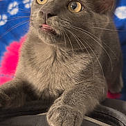 Piku is registered to the contest to win money with this photo: cat, gray_cat, close_up, yellow_eyes, tongue_out, curious, pet, feline, whiskers, paw, fabric, textured_surface, tie_dye_background, colorful, orange, blue, pink, indoor, cute, animal