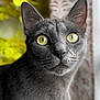 Piku is registered to the contest to win money with this photo: cat, gray_cat, close_up, yellow_eyes, pet, animal, feline, indoor, curious, portrait, soft_background, blurred_background, window, flowers, yellow_flowers, fur, whiskers, ears, face, domestic_cat