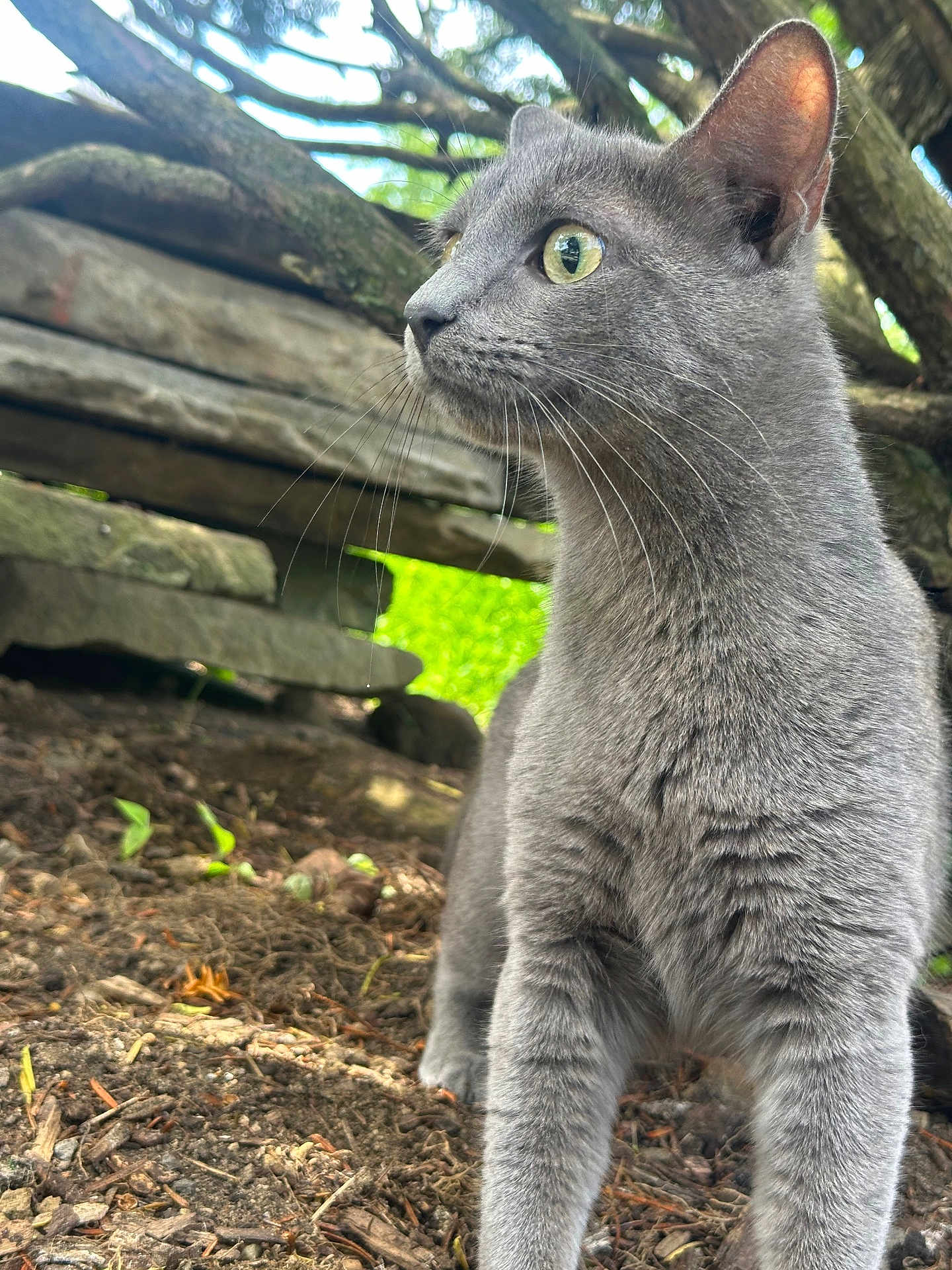 Piku joined the competition — help win amazing prizes! cat, gray_cat, animal, outdoor, earth, wood, greenery, nature, curious, alert, whiskers, fur, pet, mammal, closeup, side_view, eyes, ears, ground, daylight