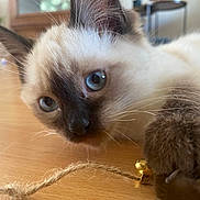 Nala a rejoint le concours — aidez-le/la à gagner de superbes lots ! cat, kitten, siamese, blue_eyes, paw, whiskers, wooden_table, string, bell, close_up, indoor, pet, playing, curious, feline, animal, young_cat, focus, detail, cute